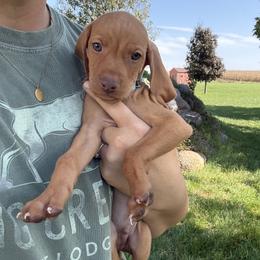 Light Blue male - Golden rust male Vizsla puppy in Madrid, Iowa from Big Creek Vizslas