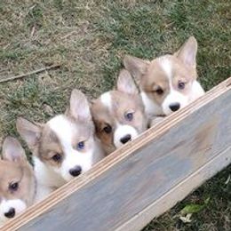 Pembroke Welsh Corgis from Mandi Coulter