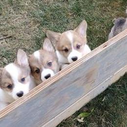 Pembroke Welsh Corgis from Mandi Coulter