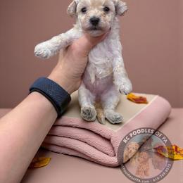 Poodle Puppies from KC Poodles of PA
