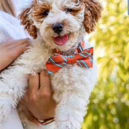 Goldendoodle Puppies from Mumzee Doodles