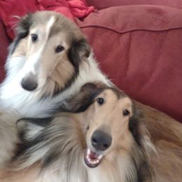 Aussiedoodles, Collies, and Miniature Australian Shepherds from Jeanah's Pups