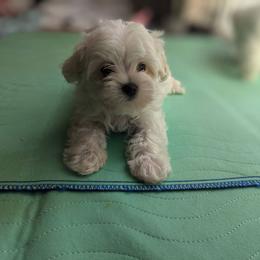 BABY GIRL - White female Maltese puppy in Las Vegas, Nevada from Puppy Van