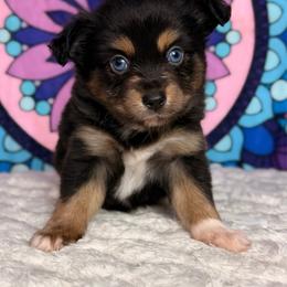Mango - Black tri female Miniature Australian Shepherd puppy in Buchanan, Georgia from Stanleyville Farm Mini Aussies