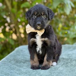 Diana - Phantom female Bernedoodle puppy in Bellville, Ohio from Bernedoodle Buddies