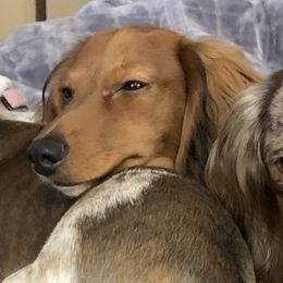Benny  - Dachshund
