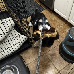 Basset Hound All Grown Up from Renaissance Bassets