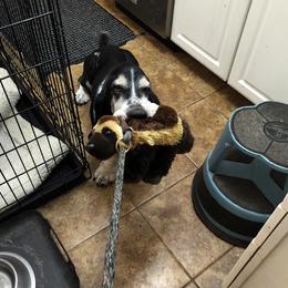 Basset Hound All Grown Up from Renaissance Bassets