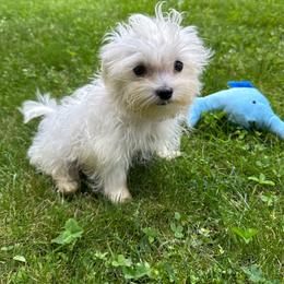 Green - White male Maltese puppy in Massachusetts from Happy Tail Yorkies and Maltese