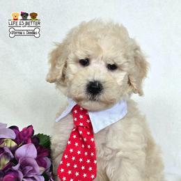 Red - Cream male Goldendoodle puppy in Rockledge, Florida from Stormie's Doodles
