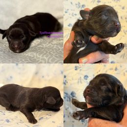 Cinnamon - Chocolate male Havanese puppy in Lovingston, Virginia from Tye River Havanese