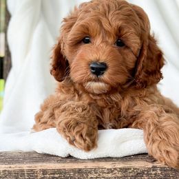 Chippy - Red male Cockapoo puppy in Pledger, Texas from Sugarbear Cockapoos