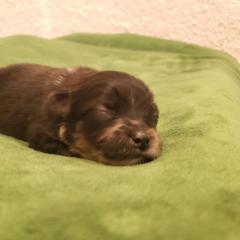 Pomeranian Puppies from MattSue Notalapdog