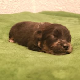 Pomeranian Puppies from MattSue Notalapdog