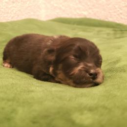 Pomeranian Puppies from MattSue Notalapdog