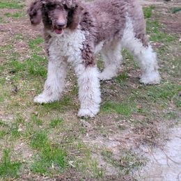 Poodle Puppies from Polly Wally Doodles and Poodles