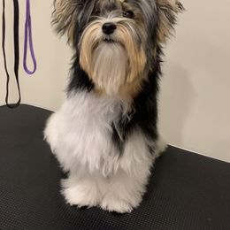 Biewer Terrier Puppies from Belamour Biewer Terriers
