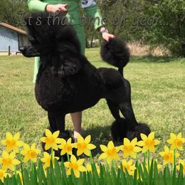 Poodles from Apres Argent