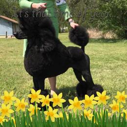 Poodles from Apres Argent