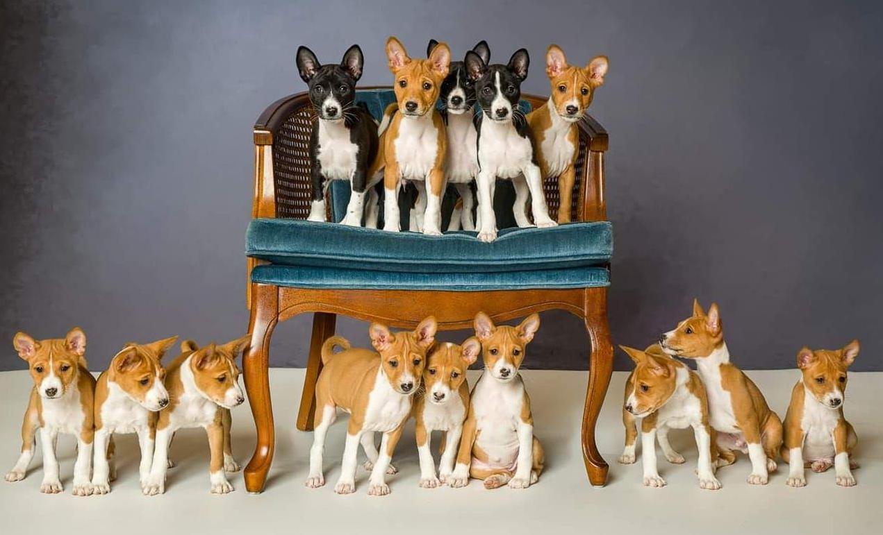 Family of Basenji puppies