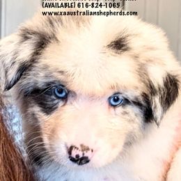 Boy 7 - MINT CHOCOLATE CHIP "CHIP" - Blue merle Australian Shepherd puppy in Gowen, Michigan from XA AUSTRALIAN SHEPHERDS