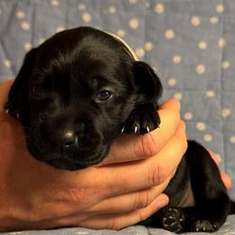 Liberty - Black female German Shorthaired Pointer puppy in Edenton, North Carolina from Bockelman GSP’s