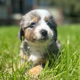 Magic - Blue merle male Toy Australian Shepherd puppy in Columbia Falls, Montana from Firefly Aussies & Aussiedoodles
