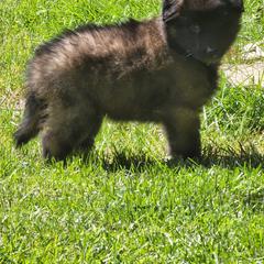 Belgian Tervuren Puppies from Kismet Belgian Tervuren's  owner Angela Ernst