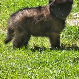 Belgian Tervuren Puppies from Kismet Belgian Tervuren's  owner Angela Ernst