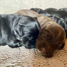 Australian Labradoodle and Labradoodle Puppies from Tango Wool Labradoodles