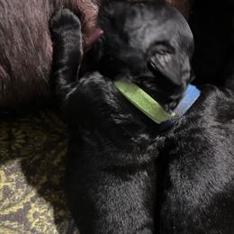 Green collar - Black female Giant Schnauzer puppy in Atoka, Oklahoma from Hannah's Haus & Farm
