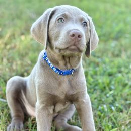 Asher - Chocolate male Labrador Retriever puppy in Loganville, Georgia from Silver Ridge Labradors of Georgia