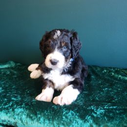 Bernedoodle Puppies from Badlands Bernedoodles