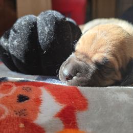 Emily - Fawn female Great Dane puppy in New York from Port Bay Danes