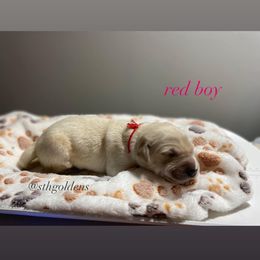 Golden Retriever Puppies from Sweeter Than Honey Golden Retrievers, LLC.