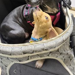 Pearl - Cream female Dachshund puppy in Atwater, California from Jes & 3 weens
