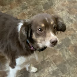 Golden Retrievers and Miniature Australian Shepherds from J&K Mini Aussies and Golden Retrievers