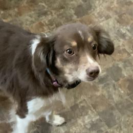 Golden Retrievers and Miniature Australian Shepherds from J&K Mini Aussies and Golden Retrievers