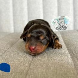 Blue Collar - Black and tan male Dachshund puppy in Cheyenne, Wyoming from Golden Badger Kennels