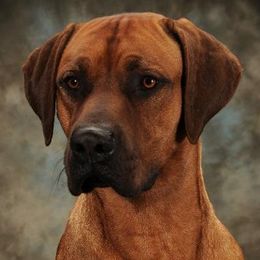 Mafu - Rhodesian Ridgeback
