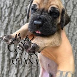 Mufasa - Fawn male Great Dane puppy in Michigan from Ohana Great Danes of Michigan