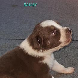 BAILEY-rtf - Red tri-color female Australian Shepherd puppy in Salem, Arkansas from Patchwork Kennels