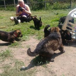 German Shepherd and Siberian Husky Puppies from Sstar