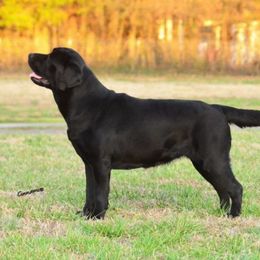 Labrador Retriever All Grown Up from EverOak Labradors