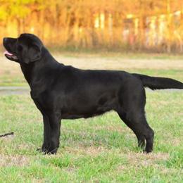 Labrador Retriever All Grown Up from EverOak Labradors
