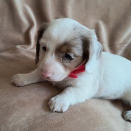 Puppy 3 - Chocolate and tan male Dachshund puppy in Riverside, California from Saddle Up Dachshunds