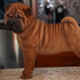 Chinese Shar-Pei Puppies from Dee Dee Wells's Chinese Shar-Pei