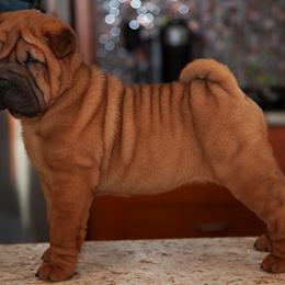 Chinese Shar-Pei Puppies from Dee Dee Wells's Chinese Shar-Pei