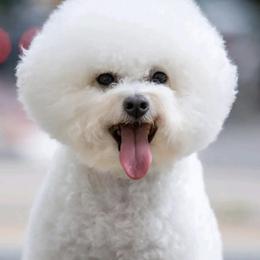 Marseilles White Diamond - White male Bichon Frise puppy in Anza, California from Top Shepherd - Snow Angels Bichon Frisé, Maltise, toy Poodles.