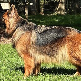 Maze - German Shepherd